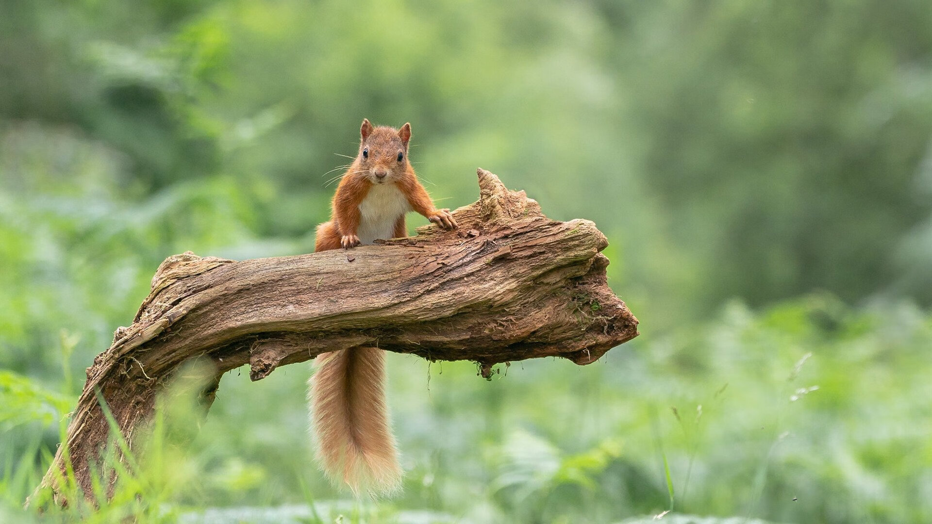 中国篮球职业联赛裁判员技术水平提升，中国篮协裁判员管理条例暨实施细则