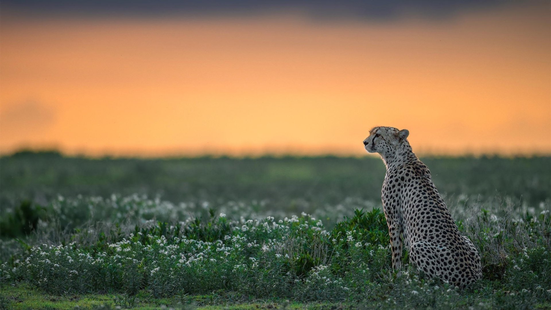 中国篮球职业联赛财务风险防控研究,中国篮球协会官网大数据平台