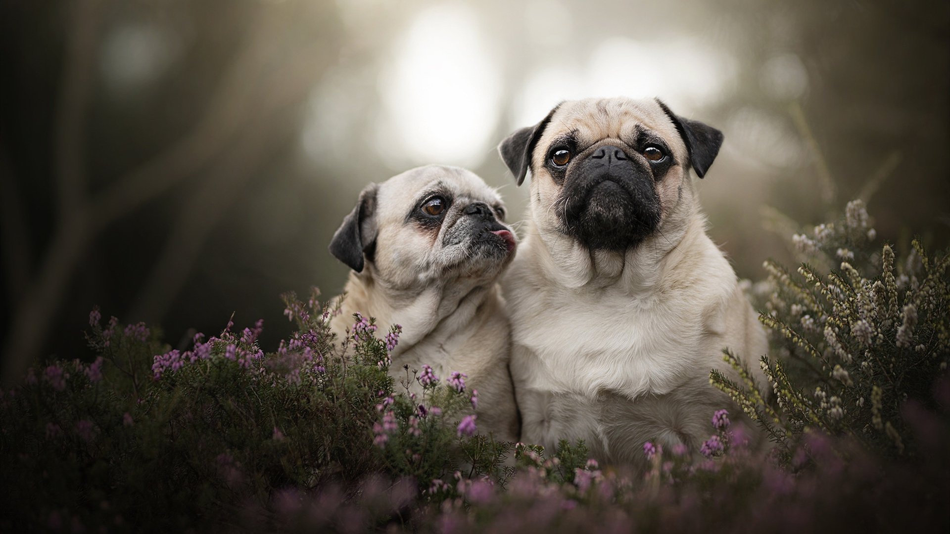 中国篮球职业联赛赛事安全管理体系建设,篮球联赛竞赛规程