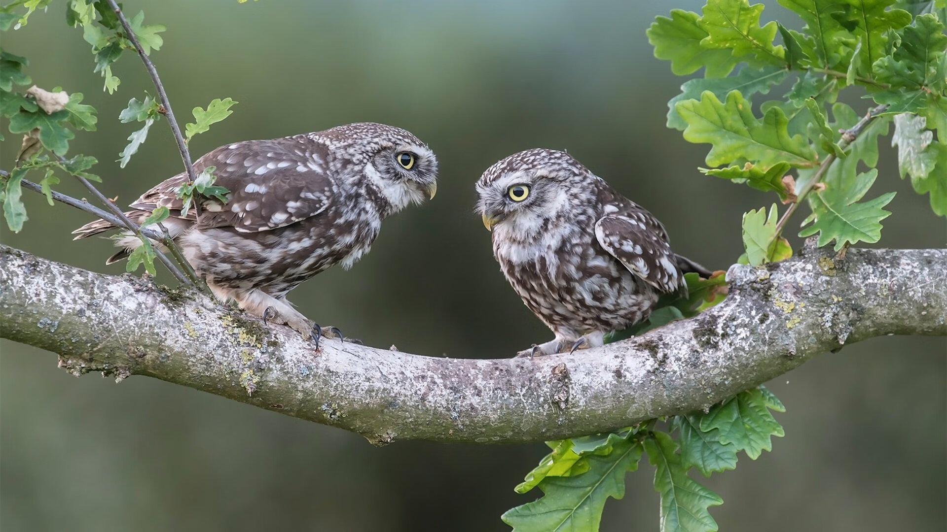 智能训练辅助系统开发与应用,智能训练处理