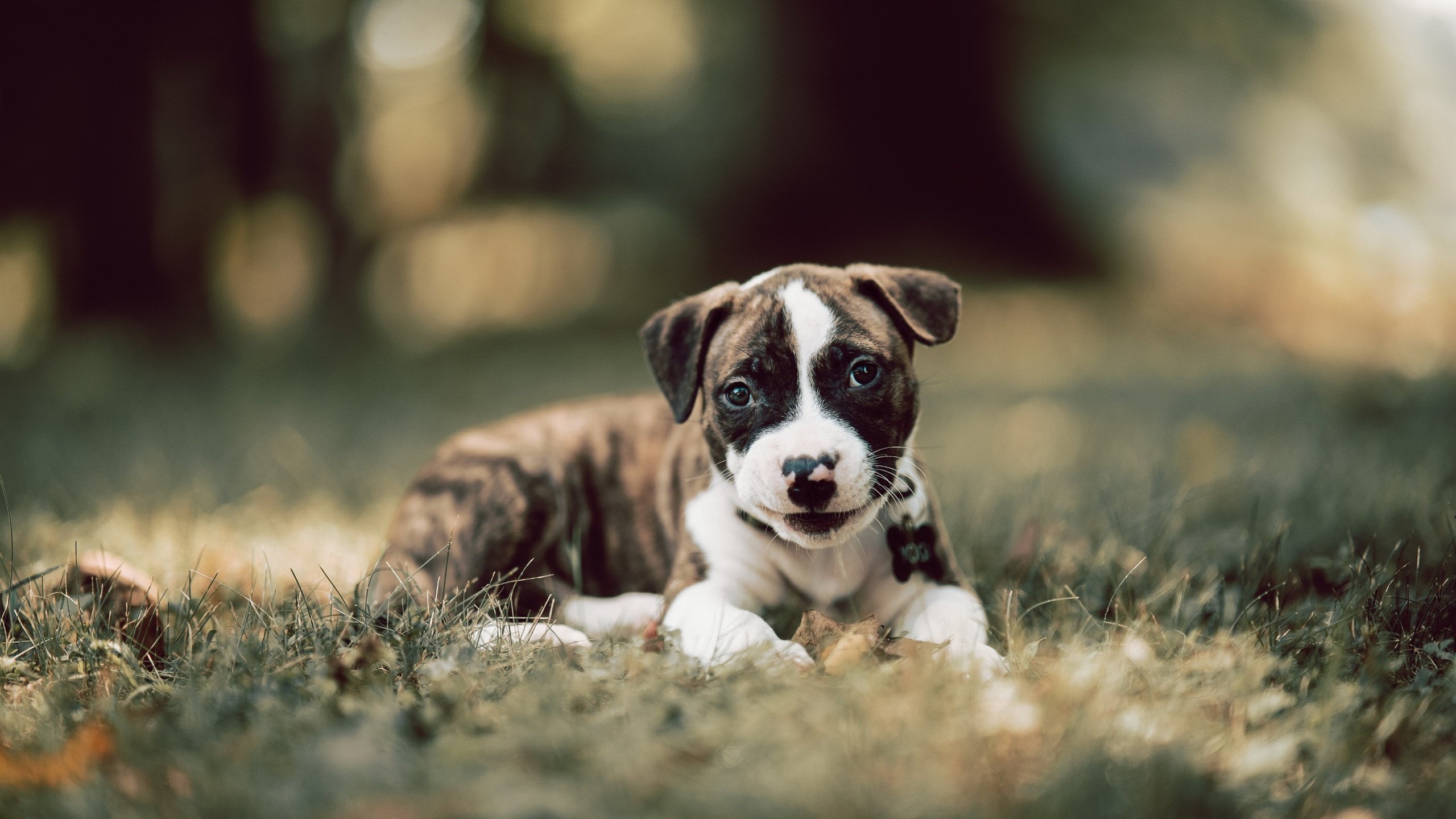 篮球运动员心理素质测评体系构建，篮球运动员心理素质的重要性