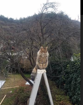 青少年体育运动安全保障机制构建，青少年体育管理体制