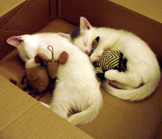 亚冠联赛中国足球战败 球员体能问题凸显，中国足球队亚洲杯亚军