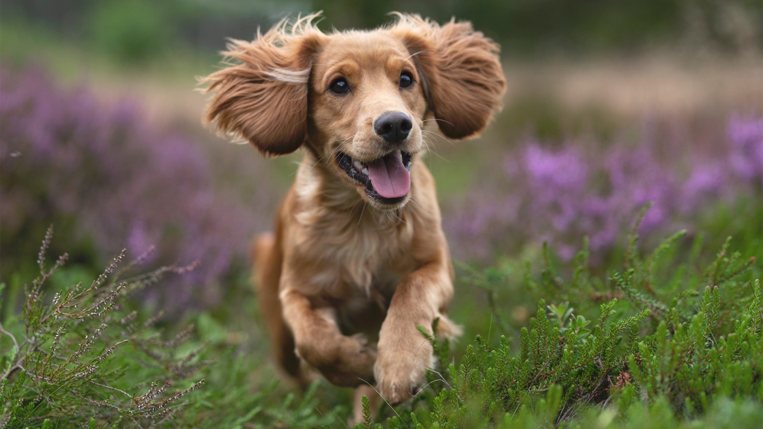 kaiyun官方入口登录-国际乒联混合团体世界杯：德国队未来战略与人才培养，德国世界乒乓球锦标赛