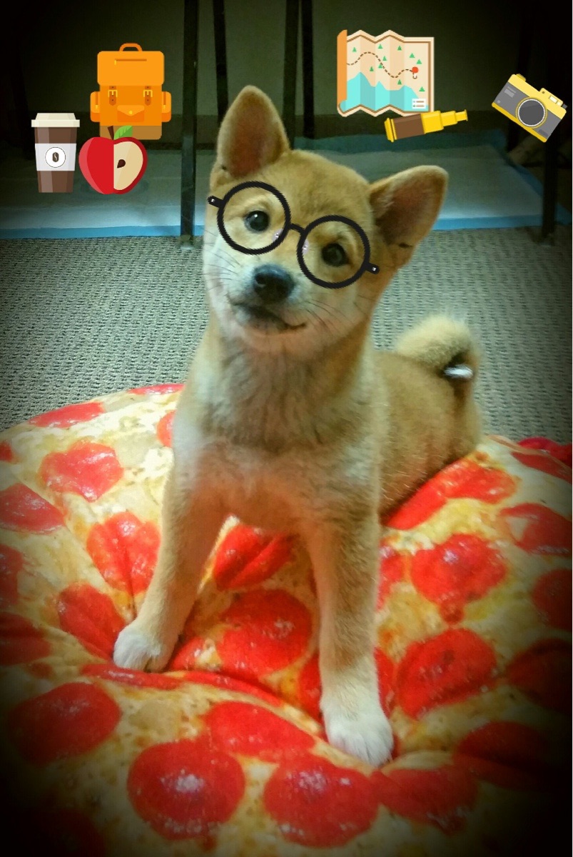 山西龙狮追求整体效率强调一体化打法,龙狮协会