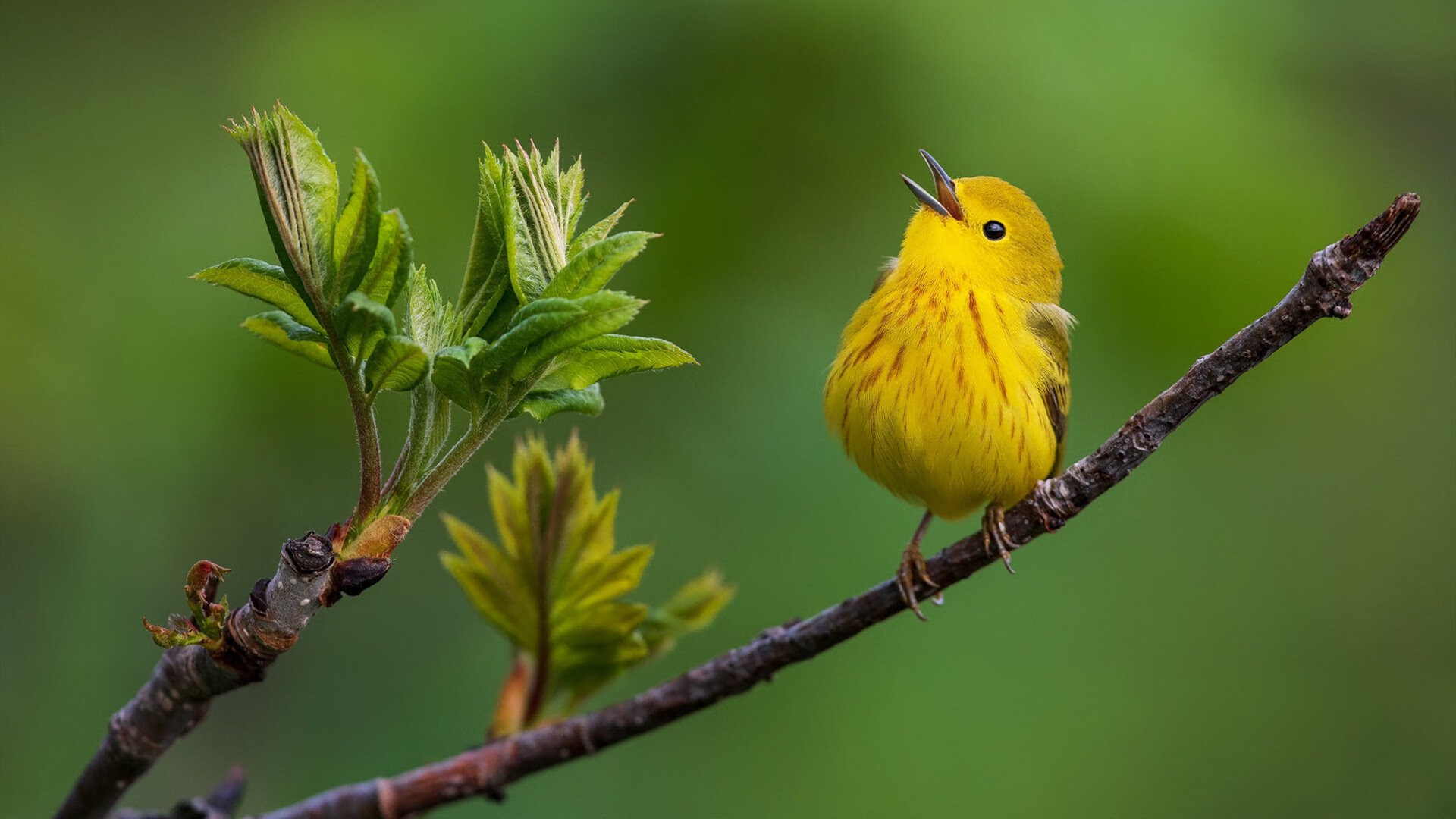 滑板世界杯上海站自由式项目中国包揽冠亚军,滑板世界大赛