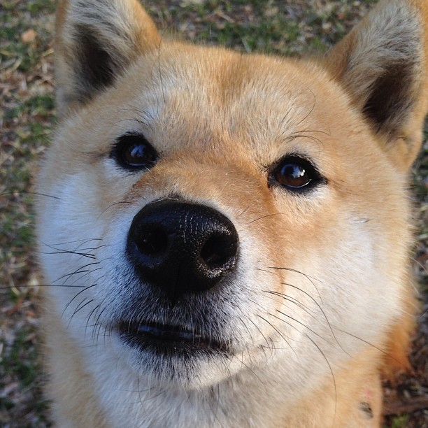 开云官方网站-美国队赛制深度解析：如何通过赛制强化队员的心理素质，美国队赛事