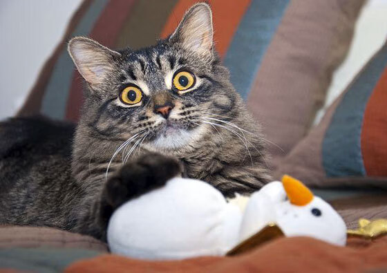 开云入口-世界杯激情无限：精彩片段不断刷屏！，世界杯激战正酣,我们都知道