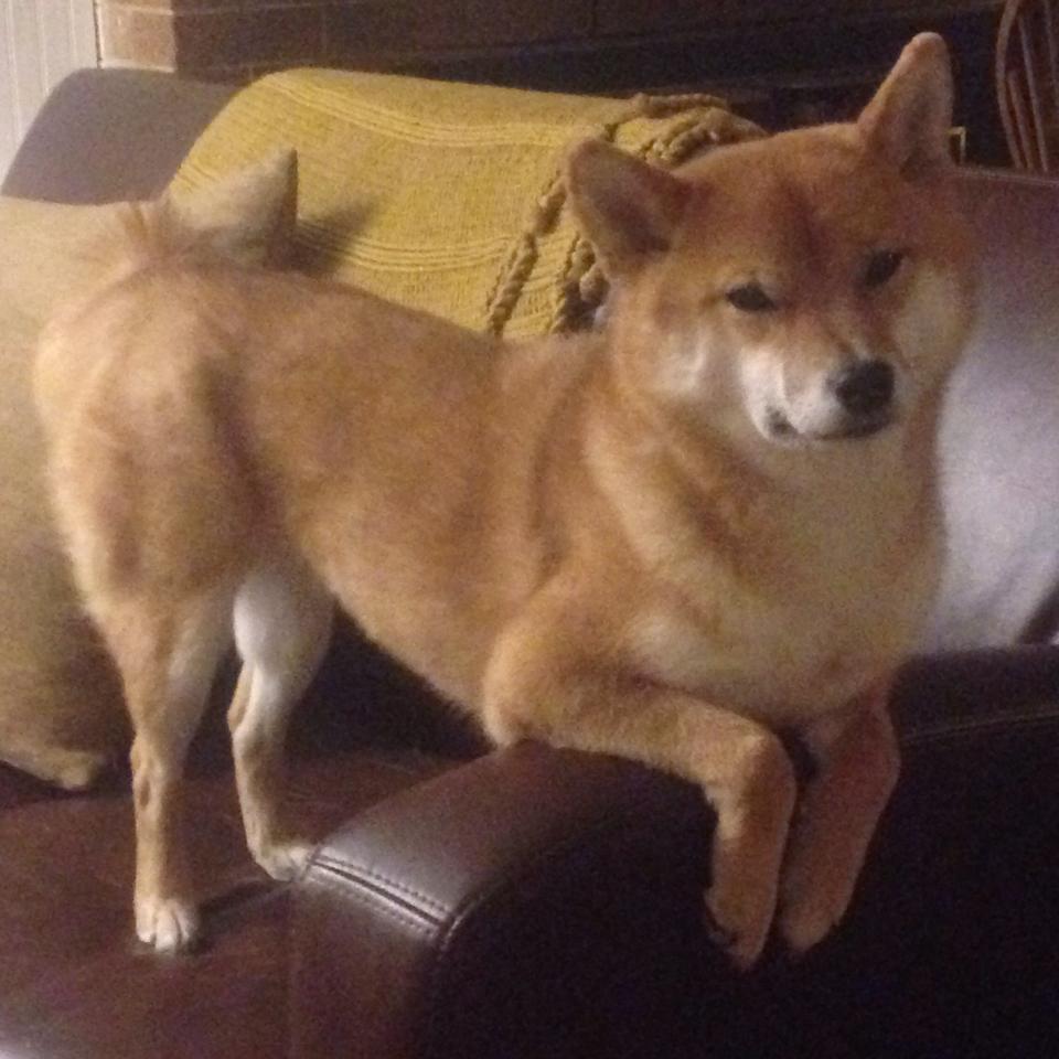 中国篮球提升赞助商匹配度增强联赛商业价值,篮球队赞助商