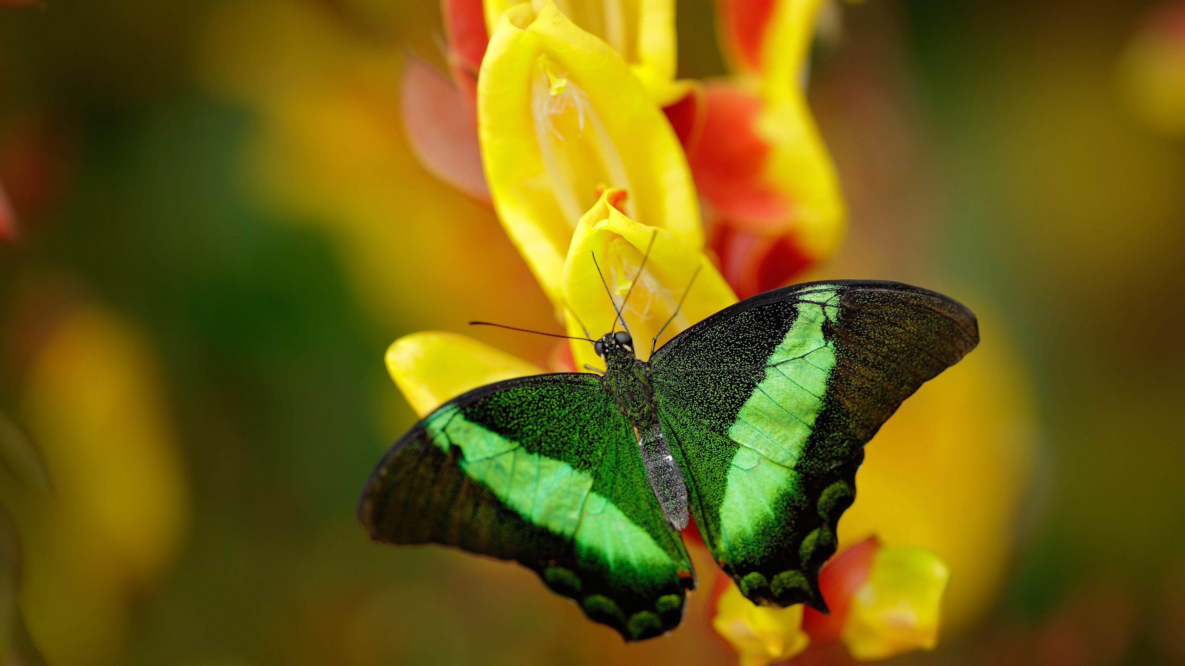 自由泳长程韩国展现耐力节奏，自由泳长游视频