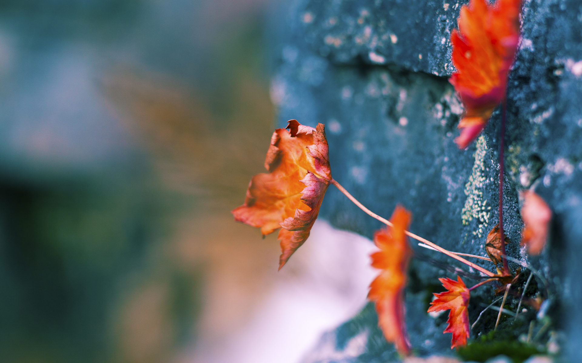西班牙青年队在欧洲青年大赛中表现出色