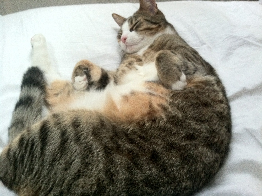 CBA球队是否推动球员家庭教育项目落地，cba球员的日常训练