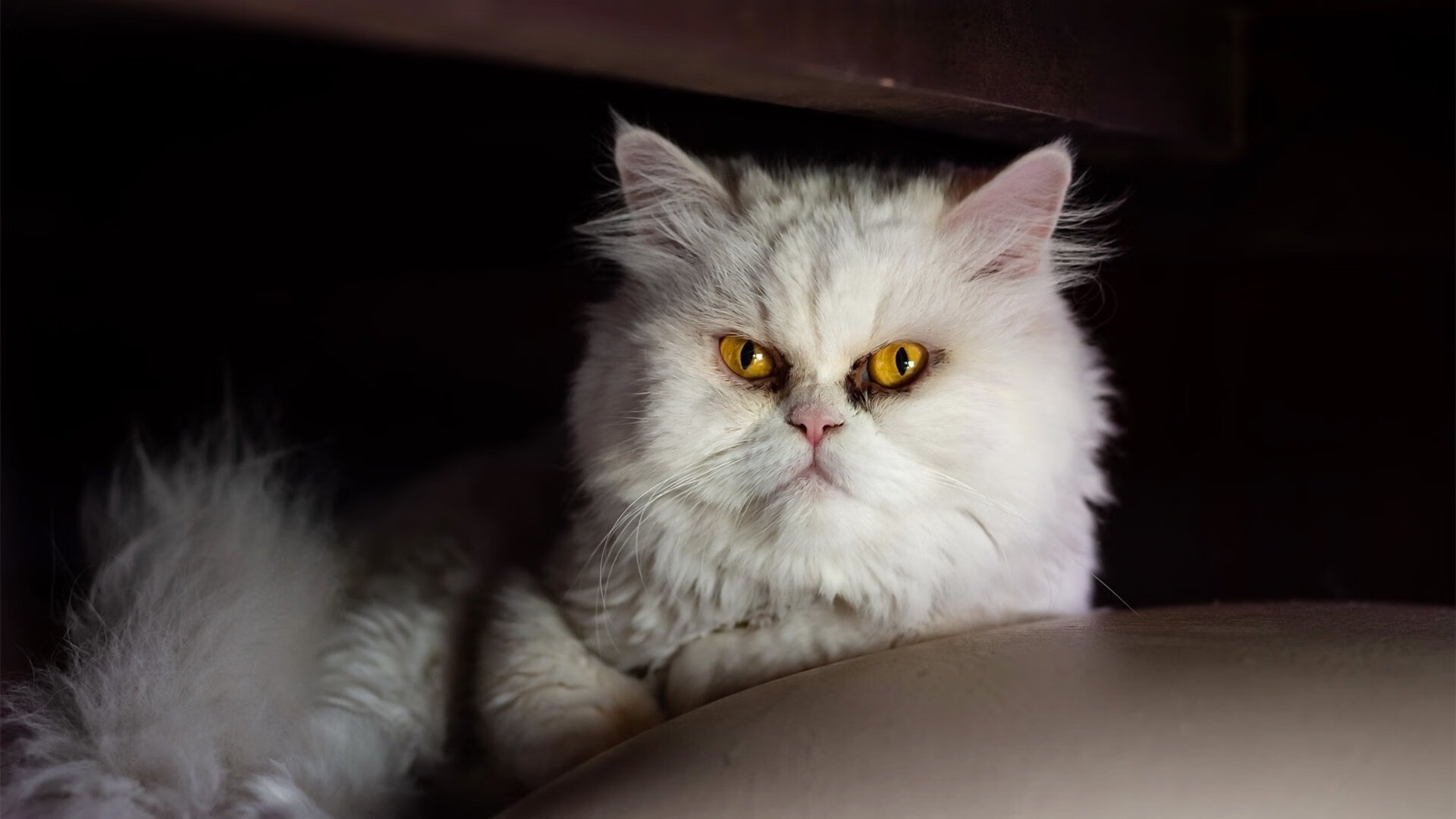 Kobayashi 赛场表现全面引关注，kobayakawa embedy