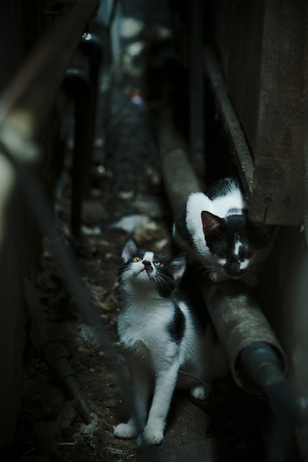 中国篮球青训系统中的选拔公平性分析,中国国家篮球青训选拔