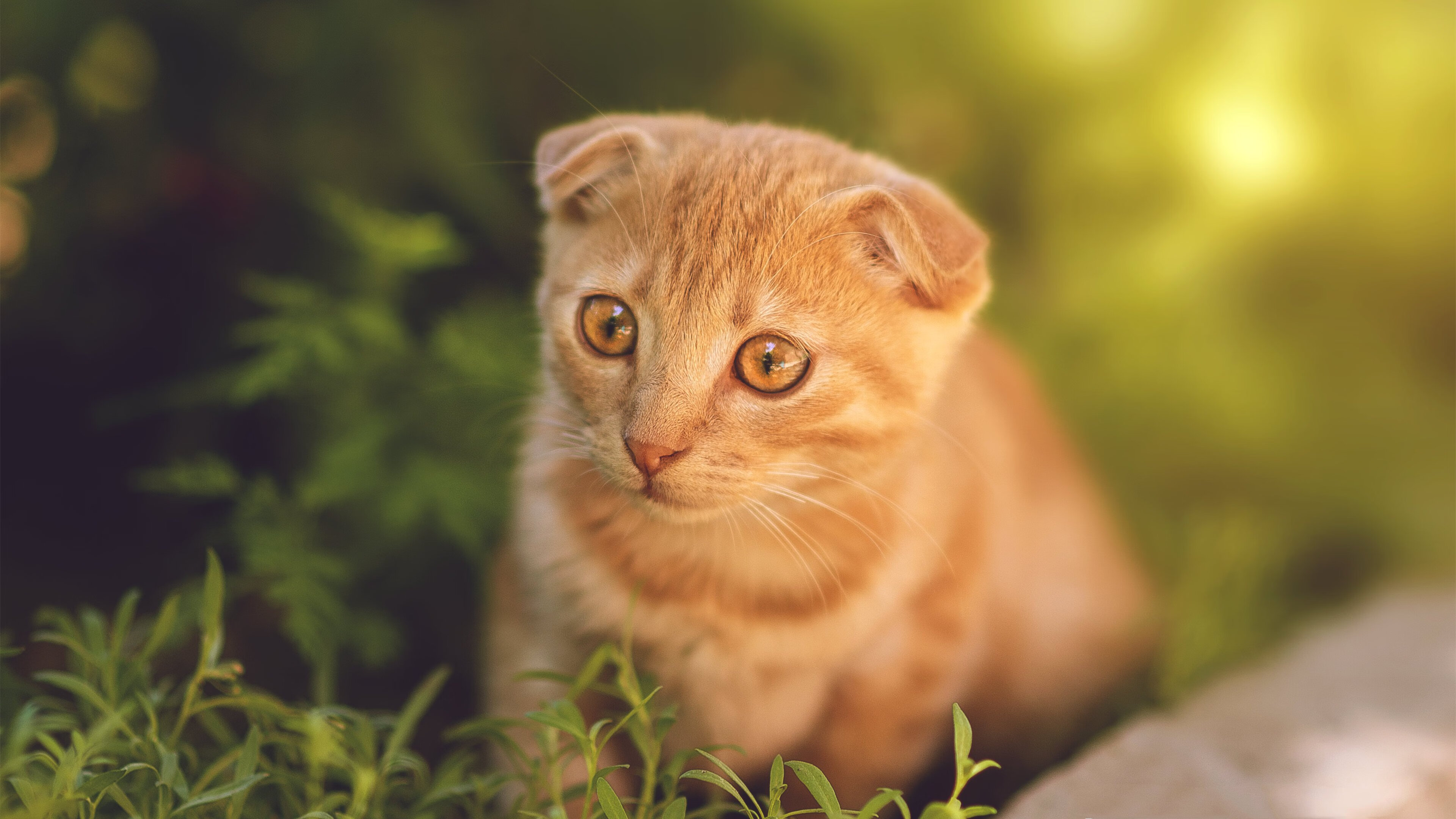 中国足球俱乐部拓展国际交流渠道，中国足球国外俱乐部