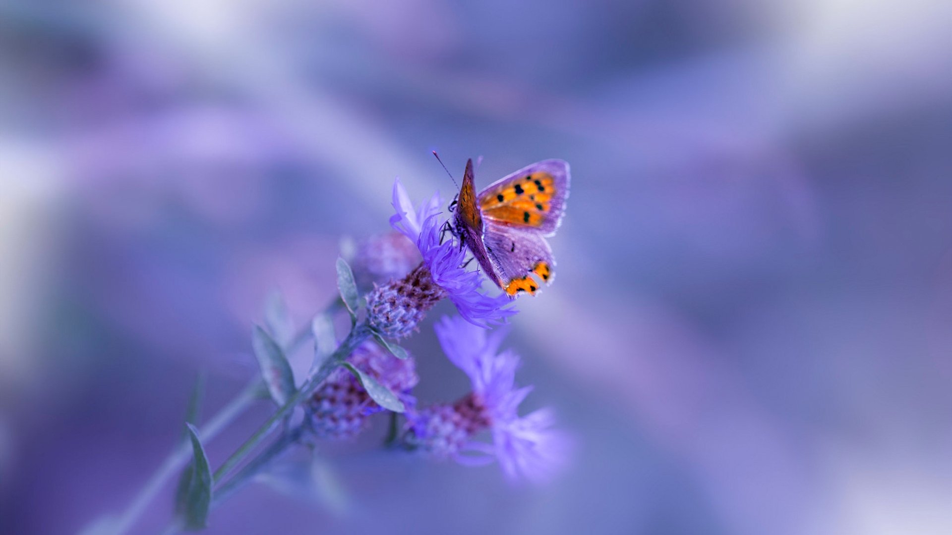 体育新闻内容审核标准统一版本发布，体育新闻包括哪些内容